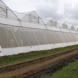 China Crop Protection Fine Mesh Net Anti Insect Net Pest Greenhouse Net supplier