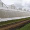 Crop Protection Fine Mesh Net Anti Insect Net Pest Greenhouse Net supplier