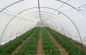 High Performance Greenhouses Insect Mesh Netting 48% Porosity Easy Installation supplier