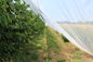 100% HDPE 4x50m Insect Mesh Netting For Greenhouse Nursery / Agricultural supplier