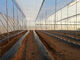 250 Meters Insect Screen Mesh ,100% HDPE Greenhouse Insect Protection Netting supplier