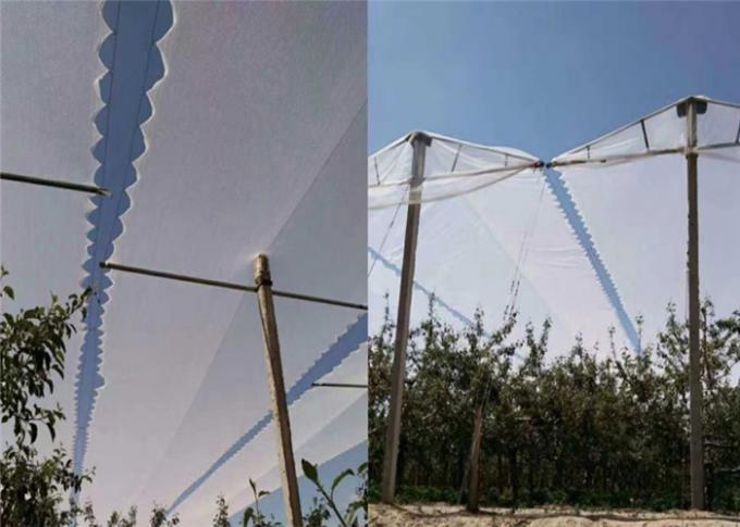 Agricultural Protection With UV Net Orchard Insect Mesh Netting And Anti hail For Apples Trees
