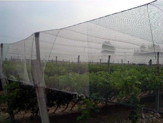 Customized Anti Hail Cover Plant Protection Netting Durable IOS Approved