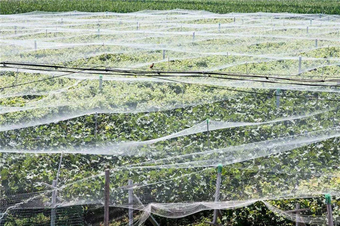 Greenhouses Anti Insect Screen Mesh Disease Prevention Insect Proof Mesh