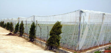 China Hdpe Insect Proof Net / Greenhouse Plastic Anti Insect Netting supplier
