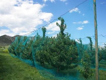 China Warp Knitted Covering Fruit Tree Insect Screen Mesh Bag Protection Netting supplier