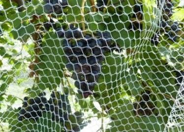 China Recyclable Stronger Hex Mesh Insect Netting Mesh High Tensile Strength supplier