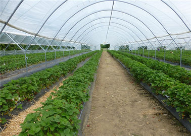 China 100% New HDPE Agricultural Anti Insect Mesh Netting For Tomato And Cabbage Greenhouse supplier