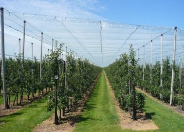 Customized Anti Hail Cover Plant Protection Netting Durable IOS Approved supplier