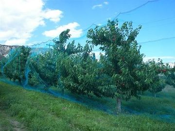 Warp Knitted Covering Fruit Tree Insect Screen Mesh Bag Protection Netting supplier