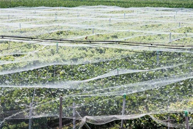hdpe anti-insect nets