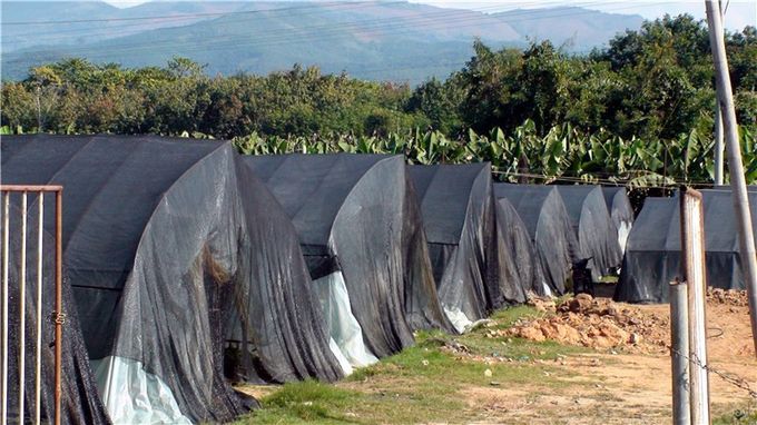 High Tensile Strength insect netting for greenhouse Black 0.6 * 0.6mm ISO 9001