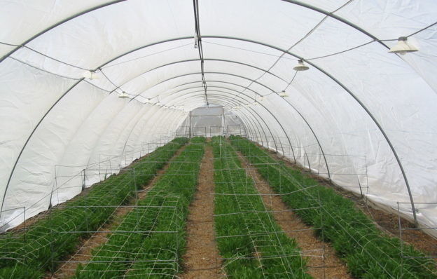 Professional Insect Screen Mesh For Crop Protection 10x10 / 25x25 Size