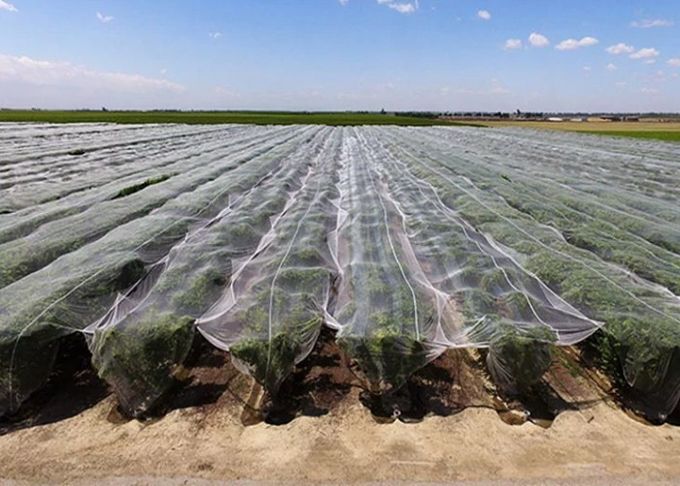 Quad Net Over Lychees Insect Nets / Mesh Net Fabric For Greenhouse