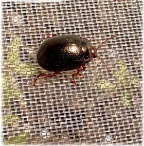 Waste Disposal Insect Mesh Netting Easywash 0.8 * 0.8mm For Horizontal Shed