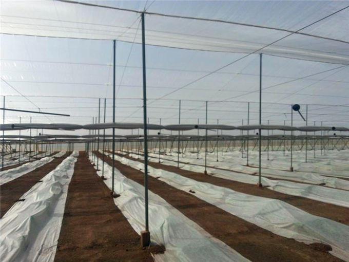 Agriculture Horticulture Vegetable Science, Crop-Protection-Net, Pest Management, Anti-Insect And Hail Nets Manufacture