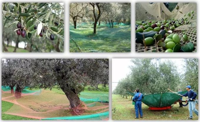 HDPE Olive Harvest Net For Collecting Olives And Other Fruits During Harvest Seasons